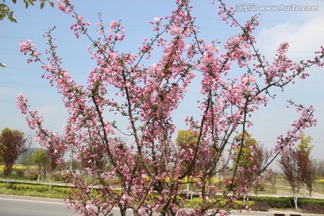公路旁的红花树