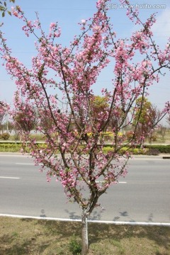 公路旁的红花树