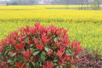 花草树木