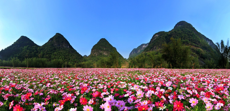 格桑花田