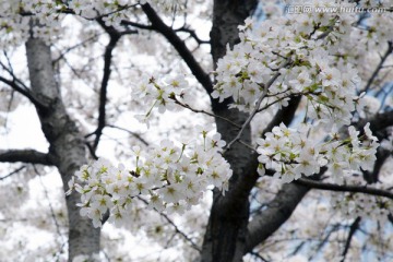 上海陆家嘴樱花