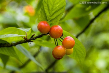 高清樱桃