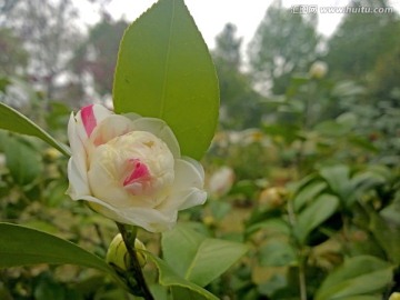 粉西施茶花特写