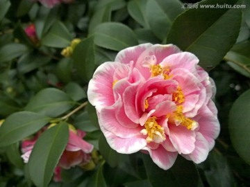 粉色山茶花花蕊微距特写