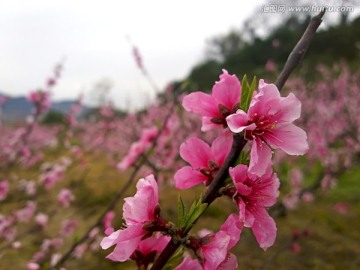 金华源东桃花林近景特写