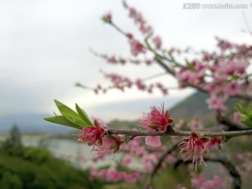 金华源东桃花近景特写