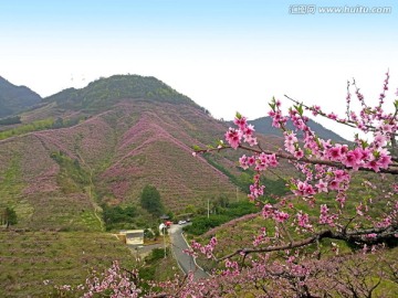 金华源东桃花林全景