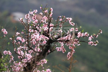 桃花 花卉