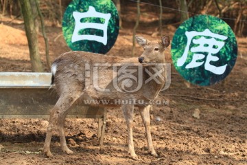 梅花鹿 鹿 野生动物