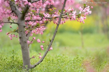 海棠花