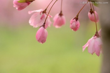 海棠花