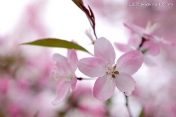 海棠花