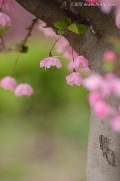 海棠花