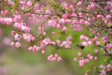 海棠花