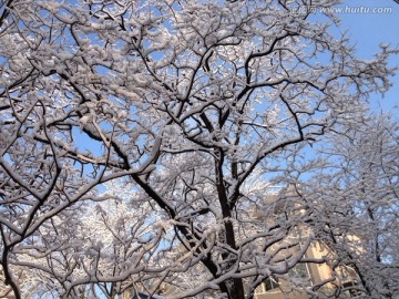 雪景