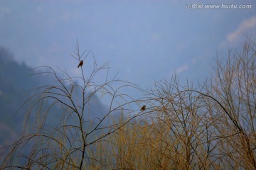 翠鸟栖落柳梢头