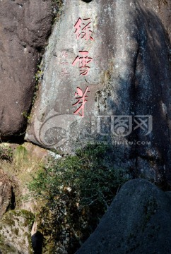 绿雪芽母茶