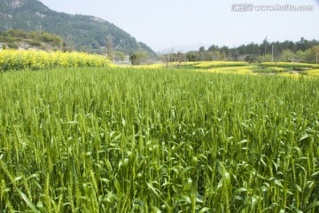 麦子 麦田 农作物