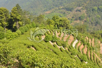 高山茶园