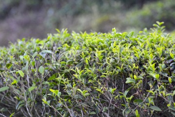 茶树