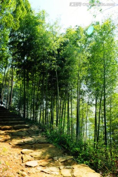 竹林 阶梯