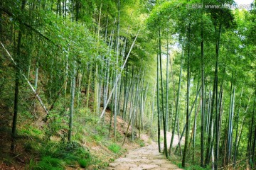 下山 竹林