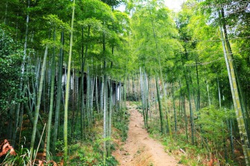 竹林小屋