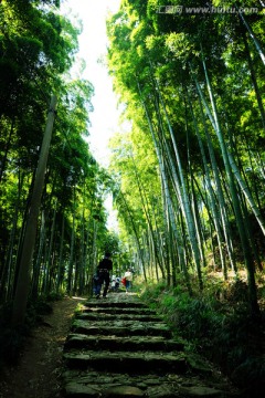 竹子素材