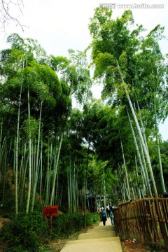 竹林小道 竹子