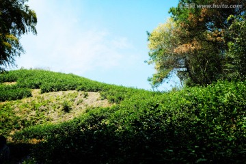 唯美风景