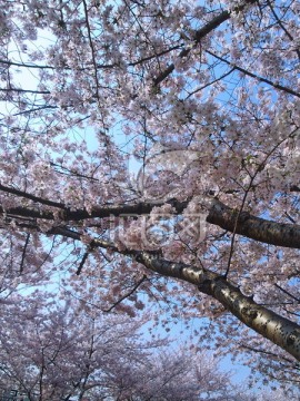 樱花树