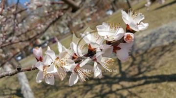 春天盛开的桃花枝条