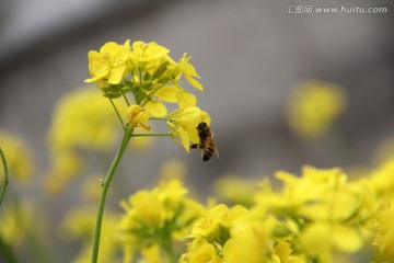 油菜花