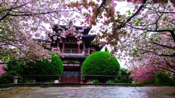 青龙寺樱花