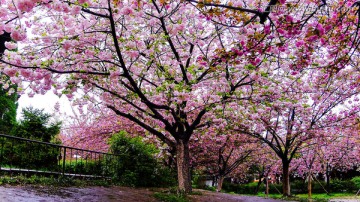 樱花树