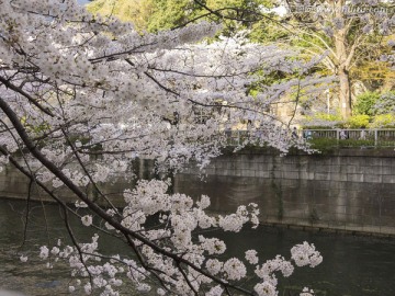 东京 樱花