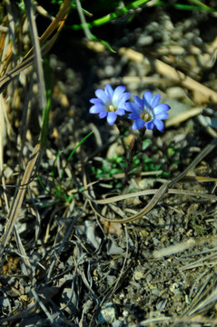 两朵小蓝花