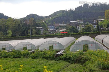 蔬菜种植 温室大棚