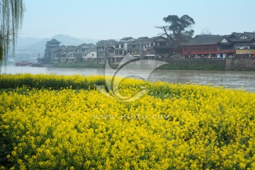 黄龙溪古镇油菜花