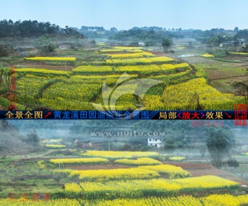 黄龙溪乡村油菜花全景图