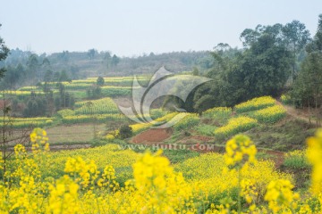 黄龙溪乡村油菜花