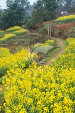 黄龙溪乡村油菜花