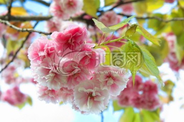 逆光拍摄的粉色日本樱花