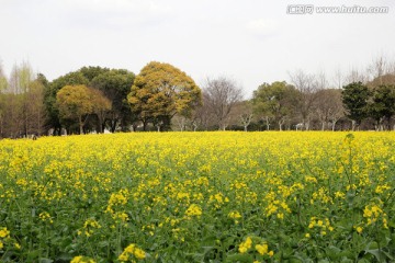 油菜花