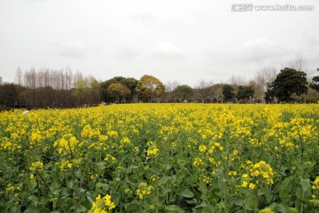 油菜花