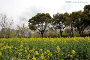 油菜花