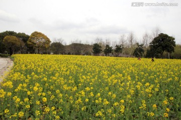 油菜花