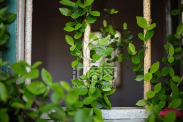 爬满植物的窗户