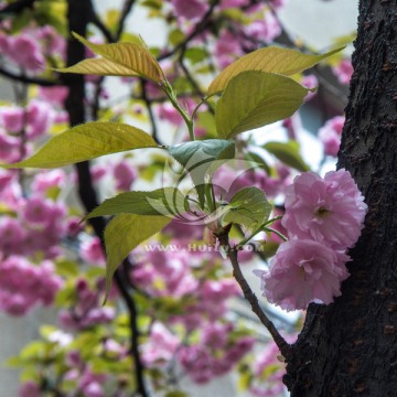 树干上的樱花