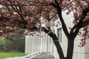 樱花与建筑